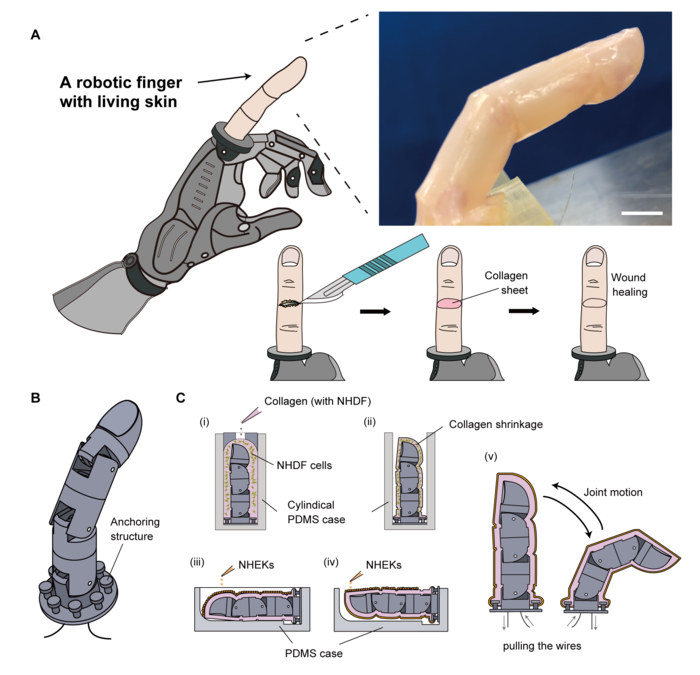 Robot Skin Heals